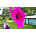 Pictures by this phone Samsung GT-S8500 Wave