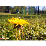 Pictures by this phone Samsung GT-S8500 Wave