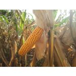 来自这款手机的图片