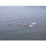 Selbst von Nutzern gemachte Bilder Samsung Galaxy Z Fold7