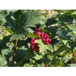 Selbst von Nutzern gemachte Bilder Samsung Galaxy Z Fold7