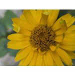 Selbst von Nutzern gemachte Bilder Samsung Galaxy Z Fold7