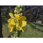 Selbst von Nutzern gemachte Bilder Samsung Galaxy Z Fold7