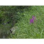 Selbst von Nutzern gemachte Bilder Samsung Galaxy Z Fold7