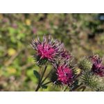 Selbst von Nutzern gemachte Bilder Samsung Galaxy Z Fold7