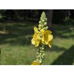 Selbst von Nutzern gemachte Bilder Samsung Galaxy Z Fold7