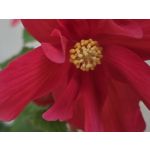 Selbst von Nutzern gemachte Bilder Samsung Galaxy Z Fold7