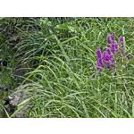 Selbst von Nutzern gemachte Bilder Samsung Galaxy Z Fold7