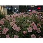 Selbst von Nutzern gemachte Bilder Samsung Galaxy Z Fold7