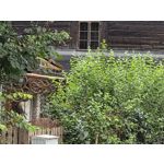 Selbst von Nutzern gemachte Bilder Samsung Galaxy Z Fold7