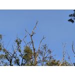 Selbst von Nutzern gemachte Bilder Samsung Galaxy Z Fold7