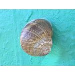 Selbst von Nutzern gemachte Bilder Samsung Galaxy Z Fold7