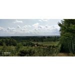 PICTURES FROM THIS PHONE