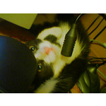 Imágenes de los usuarios Siemens CX70 Imágenes de los usuarios Siemens CX70