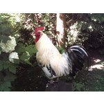 FOTO FATTE CON QUESTO TELEFONO