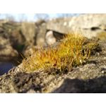 FOTO FATTE CON QUESTO TELEFONO