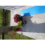 Foto's van de gebruikers Sony Ericsson Hazel