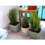 Foto's van de gebruikers Sony Ericsson Hazel