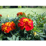 Foto's van de gebruikers Sony Ericsson Hazel