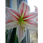 Foto's van de gebruikers Sony Ericsson Hazel