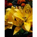 Foto's van de gebruikers Sony Ericsson Hazel