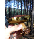 Foto's van de gebruikers Sony Ericsson Hazel