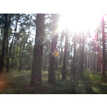 Foto's van de gebruikers Sony Ericsson Hazel