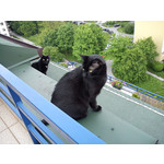 Foto's van de gebruikers Sony Ericsson Hazel