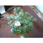 Foto's van de gebruikers Sony Ericsson Hazel