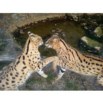 Foto's van de gebruikers Sony Ericsson Hazel