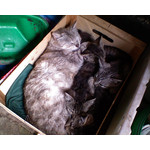 FOTOS AUS DIESEM HANDY