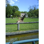 PICTURES FROM THIS PHONE