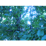 FOTO'S VAN DEZE TELEFOON