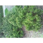 PICTURES FROM THIS PHONE