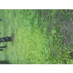 PICTURES FROM THIS PHONE