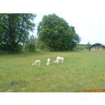 FOTOS AUS DIESEM HANDY