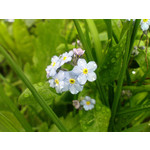 Selbst von Nutzern gemachte Bilder Sony Ericsson P1i