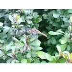 Selbst von Nutzern gemachte Bilder Sony Ericsson P1i