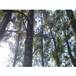 Selbst von Nutzern gemachte Bilder Sony Ericsson P1i