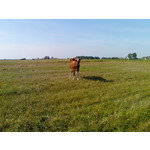 Selbst von Nutzern gemachte Bilder Sony Ericsson P1i