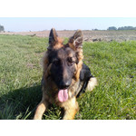 Selbst von Nutzern gemachte Bilder Sony Ericsson P1i