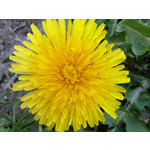 Selbst von Nutzern gemachte Bilder Sony Ericsson P1i