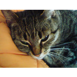 PICTURES FROM THIS PHONE