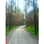 PICTURES FROM THIS PHONE