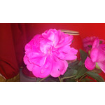 FOTO FATTE CON QUESTO TELEFONO