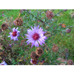 FOTO FATTE CON QUESTO TELEFONO