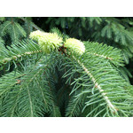 来自这款手机的图片