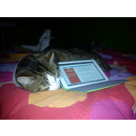 来自这款手机的图片