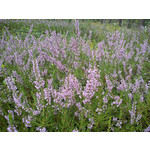 來自這款手機的圖片