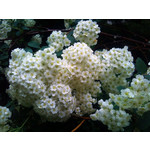 Imágenes de los usuarios Sony Ericsson Xperia X10